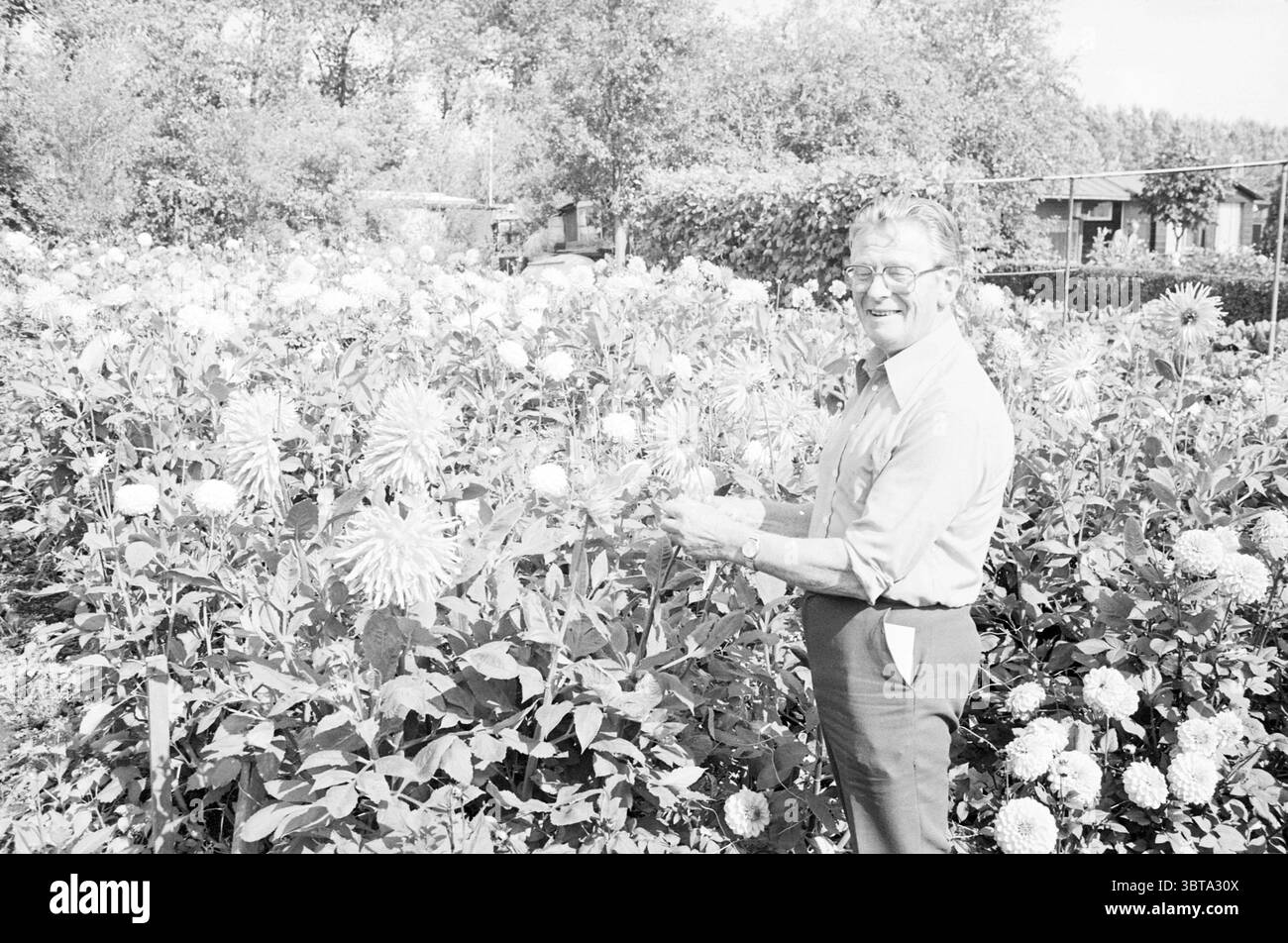 Dahlia Grower Haarlem fleurs et filles de fleurs Haarlem pays-Bas, Whizgle News, Dutch Desk, pays-Bas, 1950 - 2000 le 08-09-1982. L'image inclut ces rubriques. Dans un jardin animé grouillant de fleurs, un homme se tient au milieu d'une mer de fleurs, en cueillant une particulièrement frappante. Les environs sont remplis d'un riche éventail de fleurs, présentant diverses formes et tailles qui éclatent du feuillage vert luxuriant. Les grandes fleurs arrondies dominent la scène, leurs pétales complexes créant une texture délicate. L'homme, dégageant un comportement chaleureux, porte une chemise de couleur claire et un pantalon sombre Banque D'Images