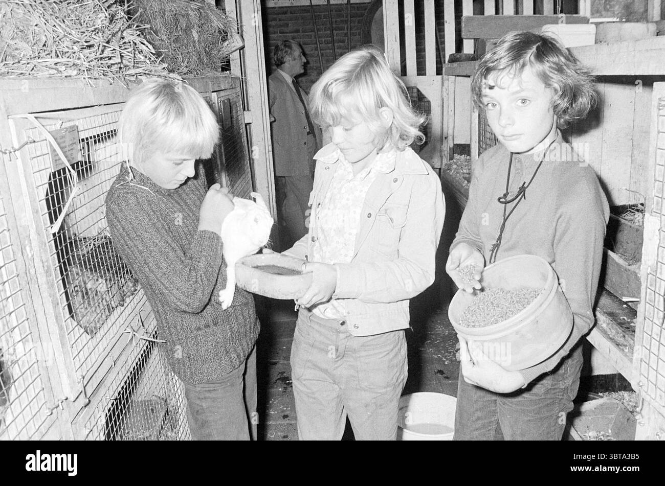 Enfants visitant un éleveur de lapins, Whizgle News, Dutch Desk, pays-Bas, 1950 - 2000 on 11-10-1973. Ces rubriques apparaissent dans l'image. Dans un cadre intérieur rustique, trois enfants sont engagés dans des activités impliquant des animaux. Les murs de l'espace semblent altérés et usés, ornés d'accents de bois, transmettant un sentiment d'environnement de ferme ou d'abri pour animaux. Deux garçons sont en évidence au premier plan. Un garçon, aux cheveux blonds courts et touffus, berce doucement un lapin blanc dans ses mains, mettant en valeur une interaction tendre avec la créature à fourrure. L'autre garçon, légèrement plus âgé, se tient debout Banque D'Images