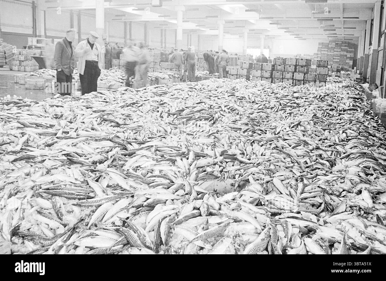 Criée de poissons dans IJmuiden Fisheries et autres pêcheurs pêche, Whizgle News, Dutch Desk, pays-Bas, 1950 - 2000 le 02-05-1967. Ce sont les éléments de l'image. La scène représente un marché intérieur animé rempli d'une vaste étendue de poissons disposés sur le sol. Les poissons, espèces diverses, sont dispersés, mettant en valeur leurs écailles argentées qui brillent sous l'éclairage aérien. Le volume pur crée un motif texturé, presque ondulé à travers l'espace. En arrière-plan, plusieurs individus sont engagés dans des conversations et des transactions, portant des vêtements de couleur claire typi Banque D'Images