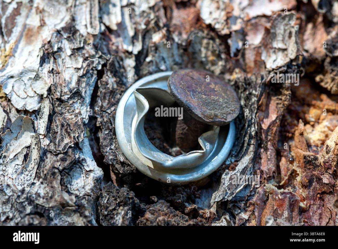 Un gros clou enfoncé profondément dans un arbre à des fins de camping n'est plus utilisé. Elk Mountains, Colorado. Banque D'Images