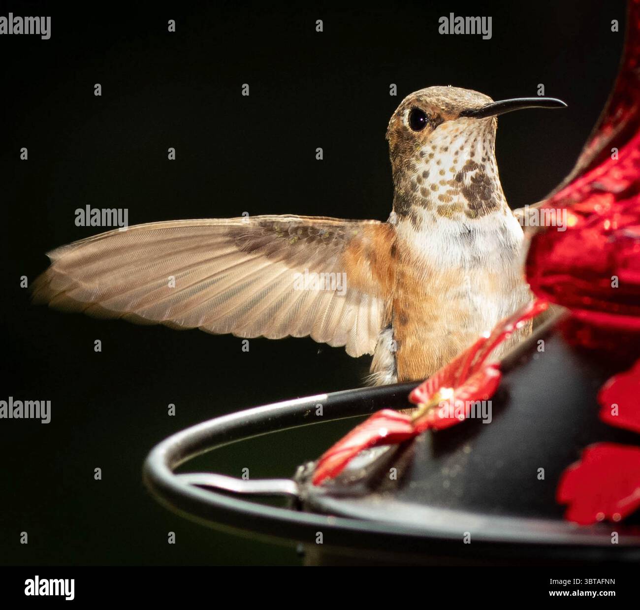 Hummingbird 2 à Feeder Banque D'Images