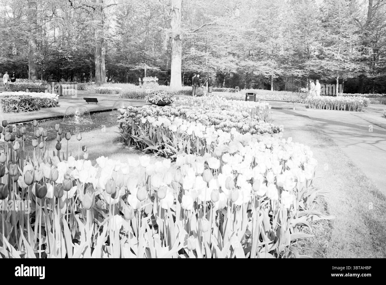 Keukenhof en fleurs Keukenhof Foundation Estate à lisse, Whizgle News, Dutch Desk, pays-Bas, 1950 - 2000 on 17-05-1985. Ce sont les éléments de l'image. Un jardin vibrant éclate d'innombrables tulipes, leurs teintes remarquablement variées créant une magnifique tapisserie visuelle à travers le paysage. Le premier plan présente des amas de tulipes blanc crème, rose doux et rouge foncé qui balancent doucement dans la brise, tandis que les teintes plus profondes du violet offrent un contraste saisissant. Au milieu du terrain, des parterres de fleurs soigneusement disposés se tissent le long de chemins sinueux, amenant le regard plus profondément dans la scène. La verdure luxuriante Banque D'Images