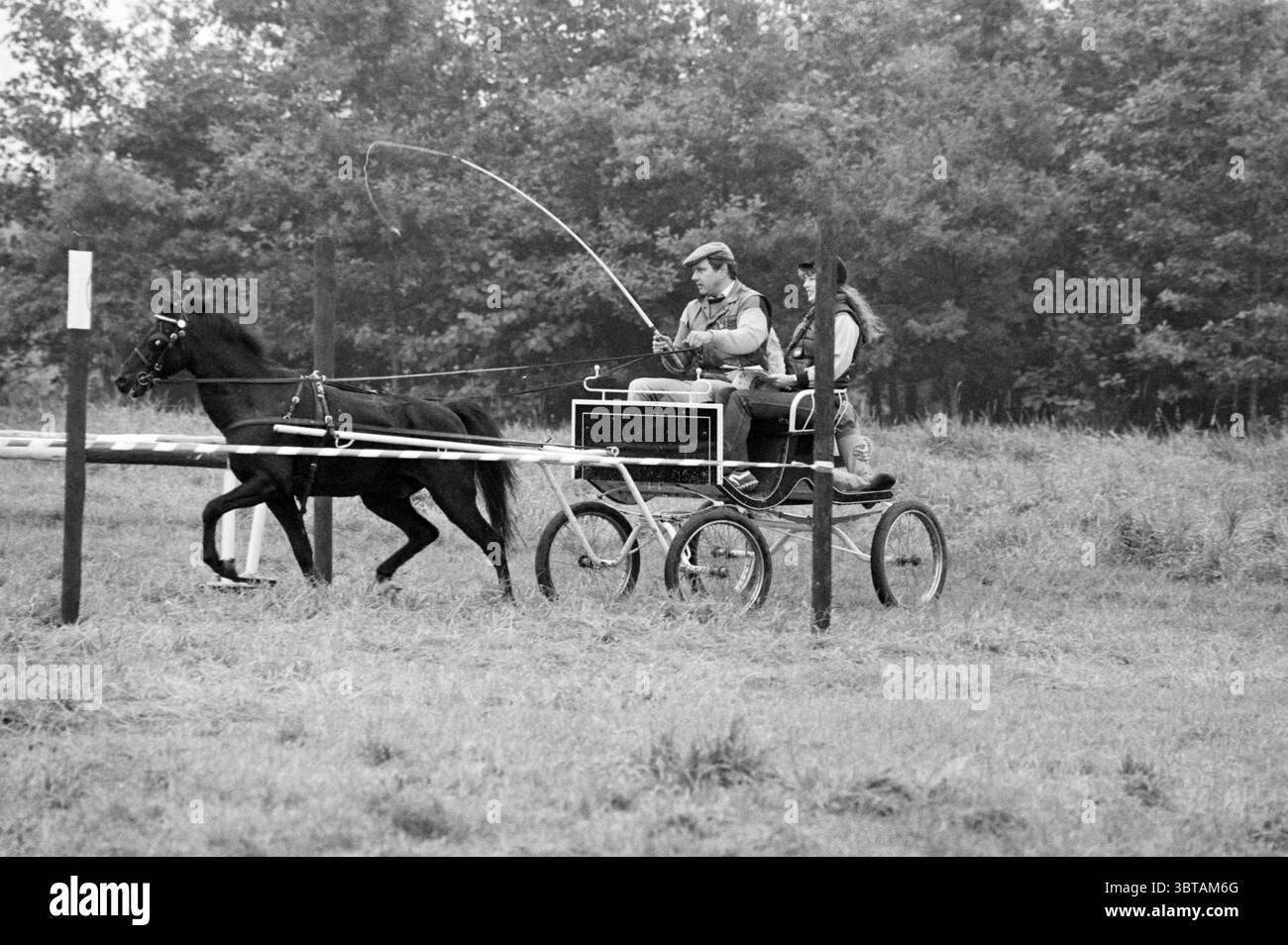 Une seule équipe sur un parcours avec trois personnes, Whizgle News, Dutch Desk, pays-Bas, 1950 - 2000 on 30-09-1984. L'image montre ces rubriques. Dans cette scène, un petit cheval participe à un événement de course harnais, tirant un chariot léger. Le cheval, élégant et noir, affiche une position forte et énergique alors qu'il trotte. Le chariot est minimaliste dans la conception, avec un cadre simple et deux roues. Assis dans le chariot est un conducteur, vêtu de façon décontractée, portant une casquette et des lunettes de soleil, ce qui suggère une ambiance sportive. Son expression reflète la concentration et la détermination. A côté de lui, un deuxième individu est également po Banque D'Images