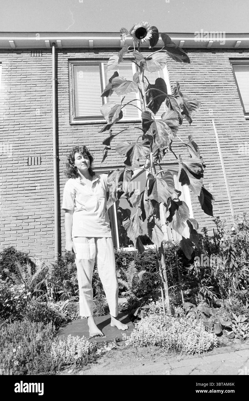 Femme près d'un très grand tournesol, Whizgle News, Dutch Desk, pays-Bas, 1950 - 2000 le 18-08-1989. Ces rubriques apparaissent dans l'image. La scène capture une journée ensoleillée dans un cadre résidentiel, mettant en vedette un tournesol haut et vibrant qui se dresse de manière impressionnante à côté d'une femme. La femme se tient à côté du tournesol, portant des vêtements décontractés de couleur claire qui reflètent une atmosphère détendue. Ses cheveux sont coiffés avec de douces vagues, encadrant son visage alors qu'elle pose avec un sourire subtil, ajoutant une sensation de chaleur à la scène. Le tournesol, avec ses pétales jaune vif, contraste magnifiquement contre l'oreille Banque D'Images
