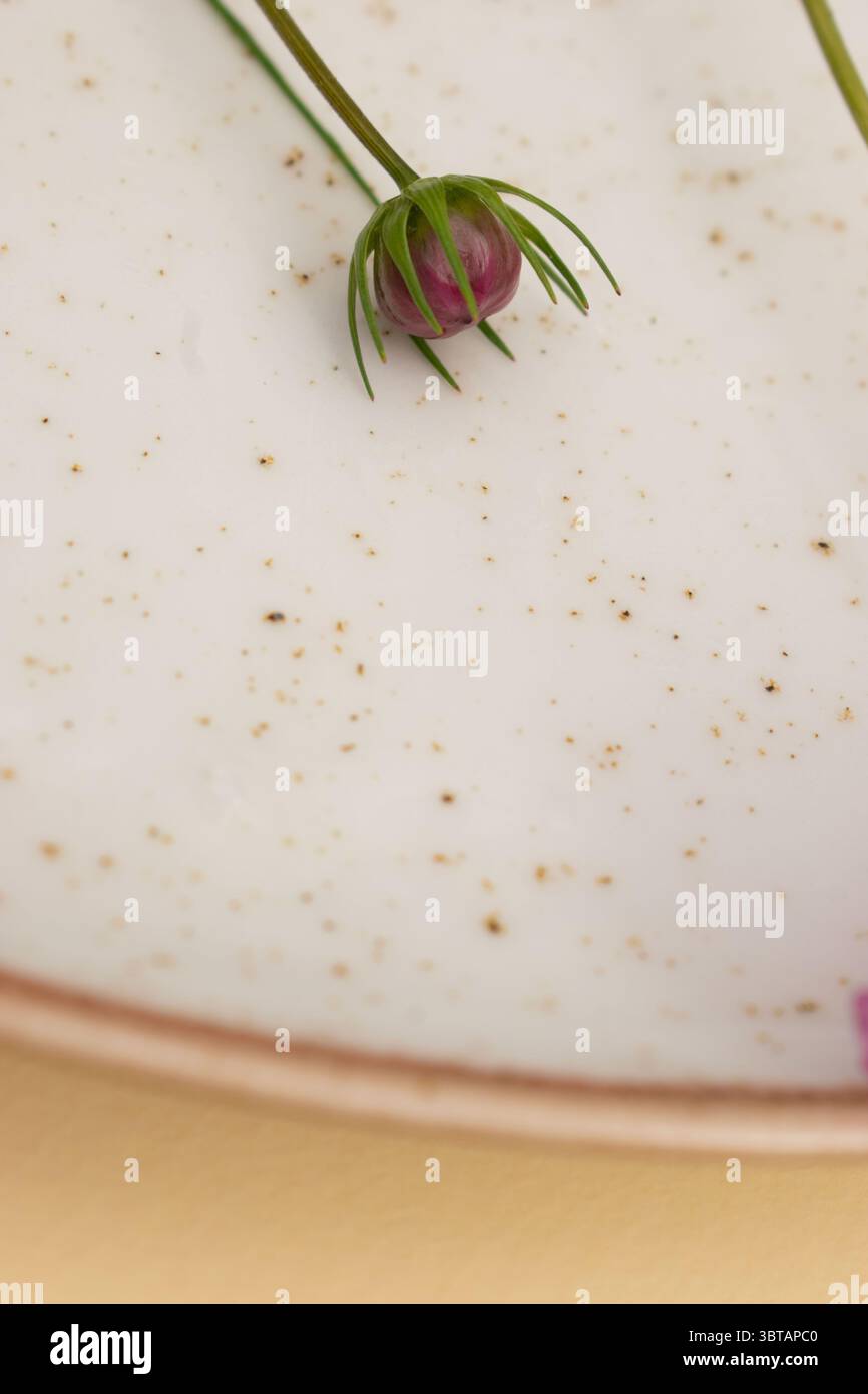 Fleur de cosmos rose avec des ombres douces sur fond neutre – pose plate florale Banque D'Images