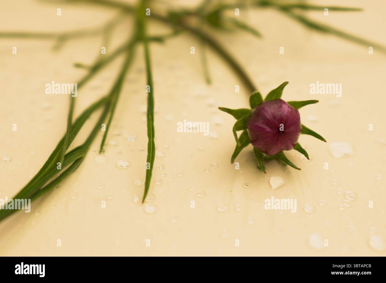 Fleur de cosmos rose avec des ombres douces sur fond neutre – pose plate florale Banque D'Images