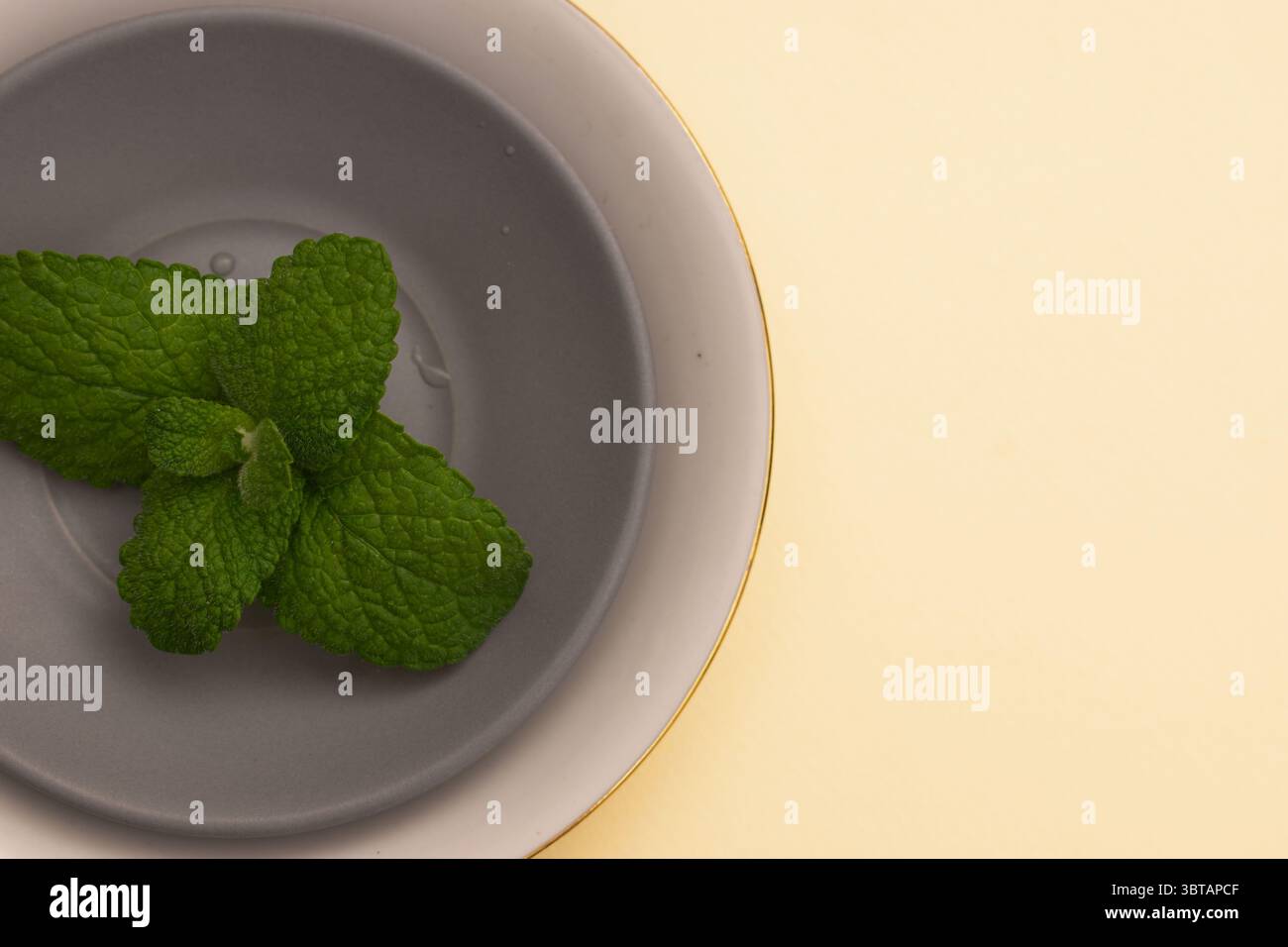 Fougères sèches et branches sauvages sur fond neutre – nature morte botanique » Banque D'Images