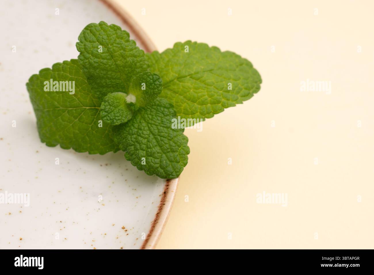Fougères sèches et branches sauvages sur fond neutre – nature morte botanique » Banque D'Images