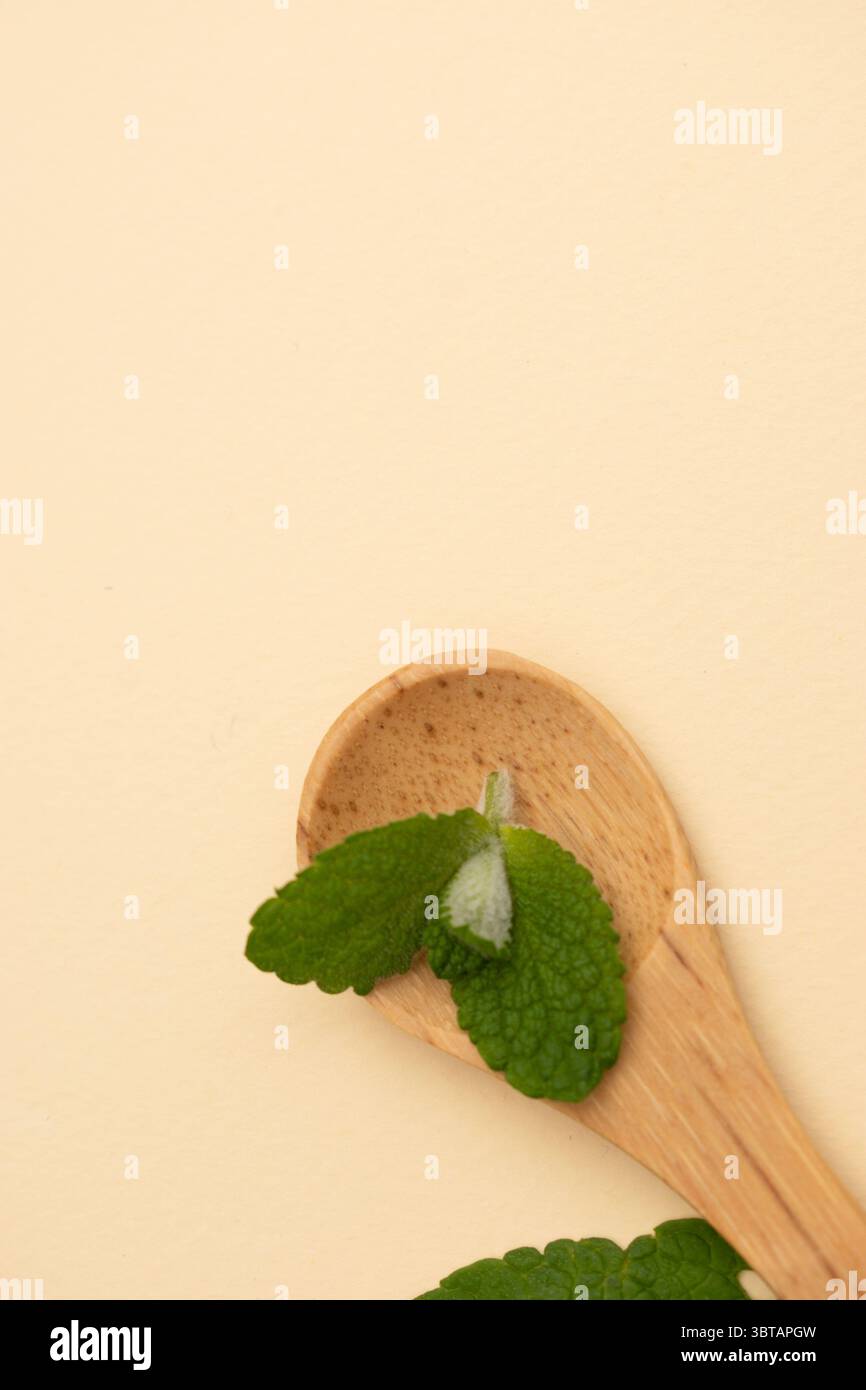 Fougères sèches et branches sauvages sur fond neutre – nature morte botanique » Banque D'Images