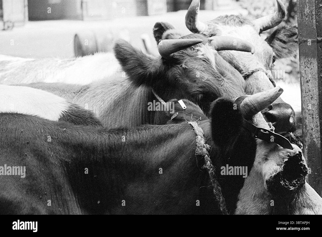 Vache avec trou dans les animaux d'oeil, Whizgle News, Dutch Desk, pays-Bas, 1950 - 2000 le 13-07-1972. L'image montre ces rubriques. Une scène de gros plan capture un groupe de vaches groupées étroitement ensemble, leurs têtes et épaules partiellement obscurcies les unes par les autres. Les textures de leur fourrure varient, affichant un mélange de tons noirs riches, bruns profonds et blancs crémeux. Les courbes douces de leurs corps contrastent avec les angles aigus de leurs cornes, qui font saillie en évidence, certains ornés de signes d'âge et d'usure. L'arrière-plan est légèrement flou, suggérant une grange ou un cadre de ferme floue, addi Banque D'Images