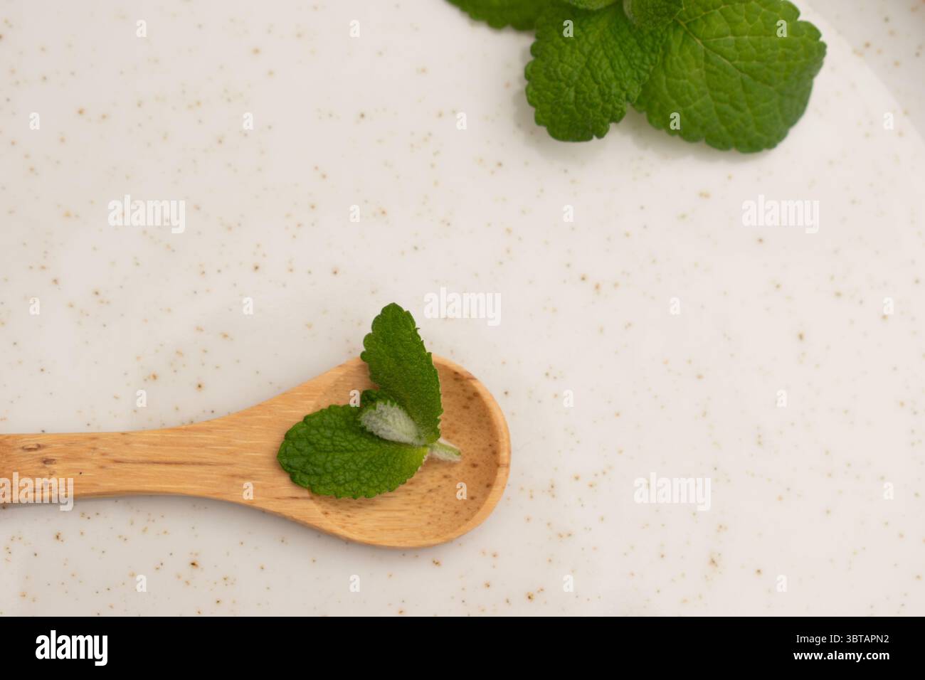 Fougères sèches et branches sauvages sur fond neutre – nature morte botanique » Banque D'Images