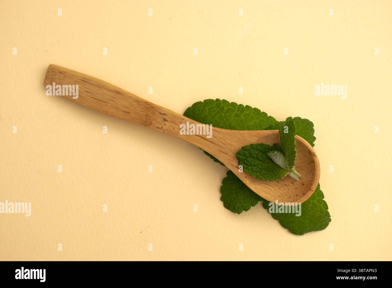 Fougères sèches et branches sauvages sur fond neutre – nature morte botanique » Banque D'Images