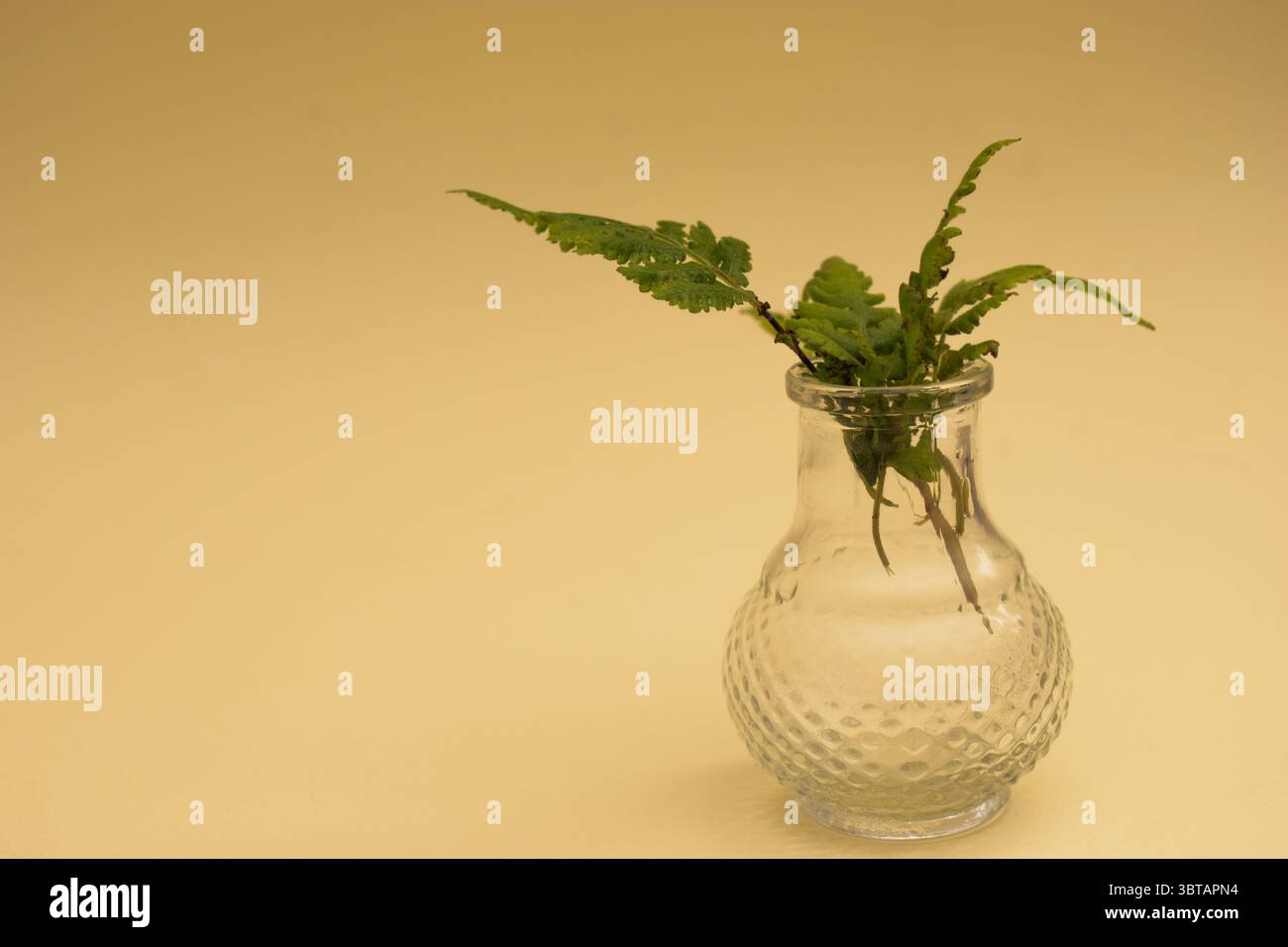 Fougères sèches et branches sauvages sur fond neutre – nature morte botanique » Banque D'Images