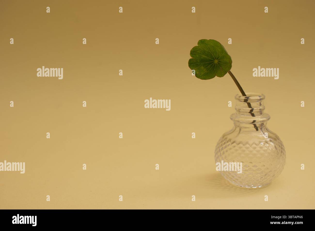 Fougères sèches et branches sauvages sur fond neutre – nature morte botanique » Banque D'Images