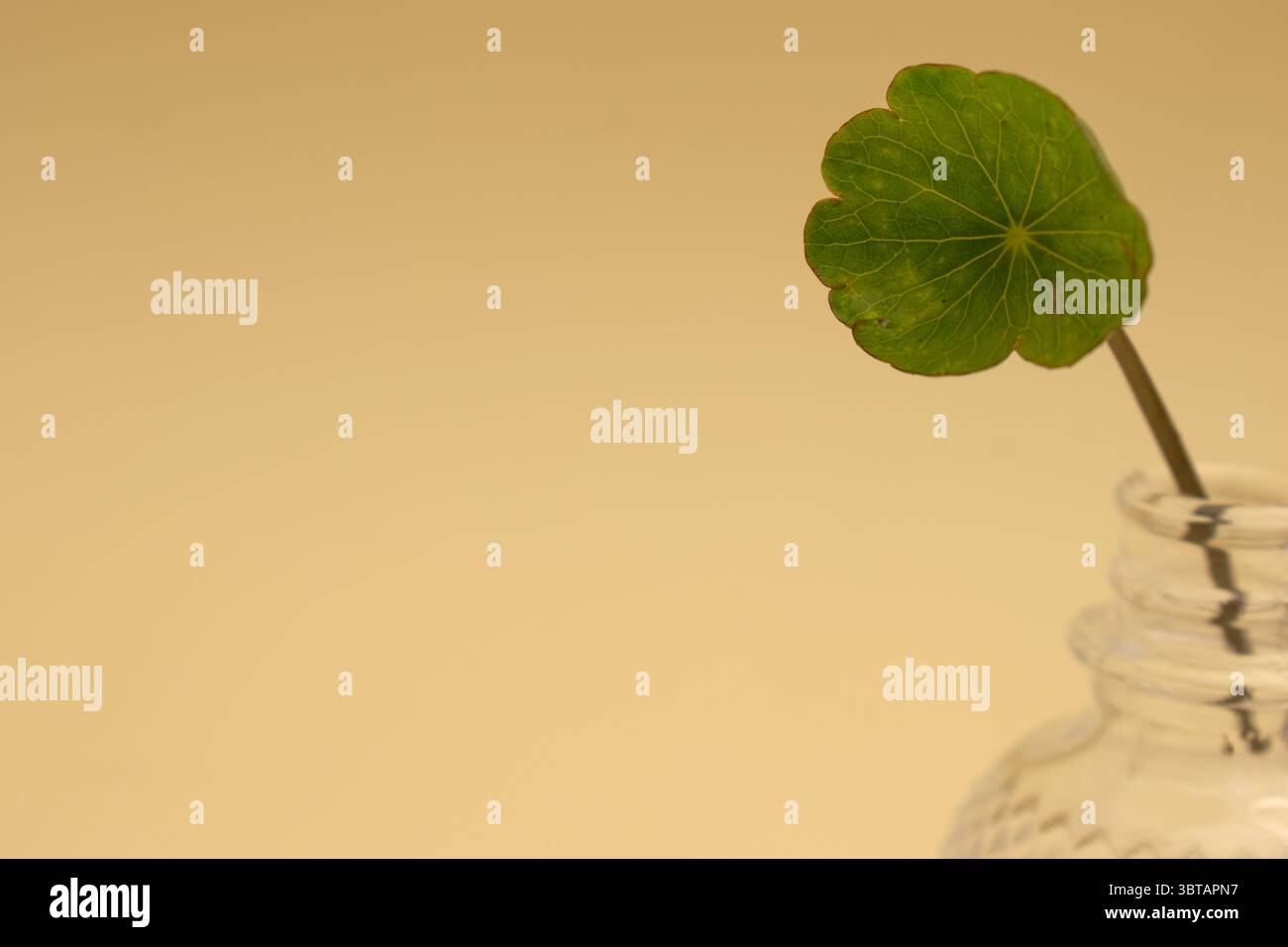 Fougères sèches et branches sauvages sur fond neutre – nature morte botanique » Banque D'Images