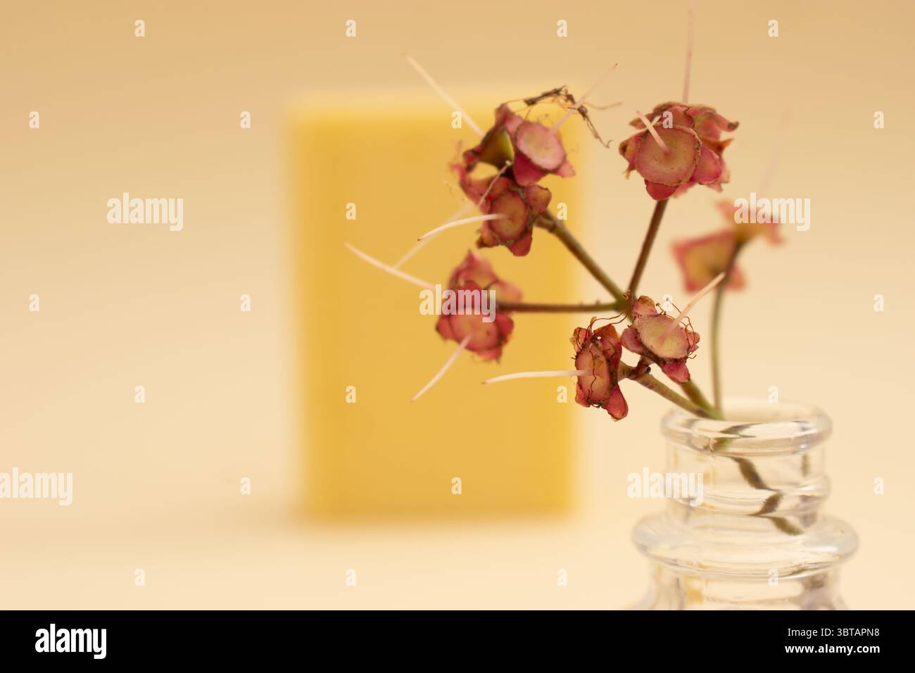 Fougères sèches et branches sauvages sur fond neutre – nature morte botanique » Banque D'Images