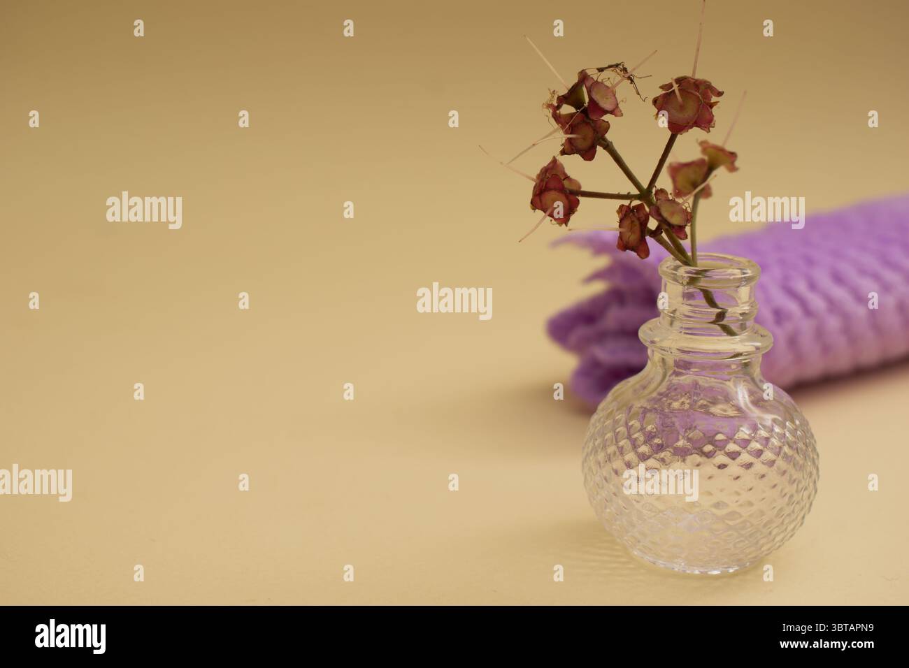 Fougères sèches et branches sauvages sur fond neutre – nature morte botanique » Banque D'Images