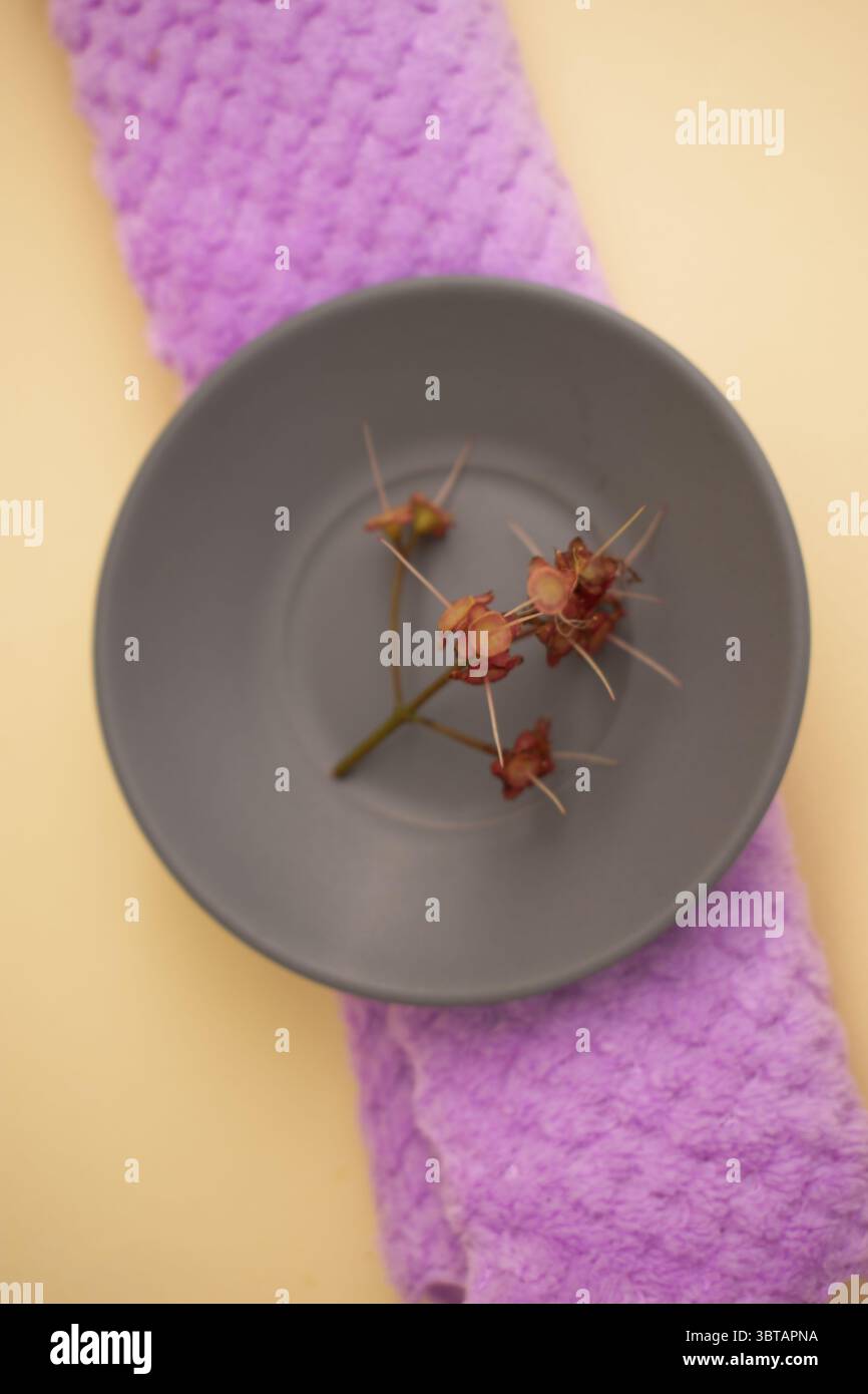 Fougères sèches et branches sauvages sur fond neutre – nature morte botanique » Banque D'Images