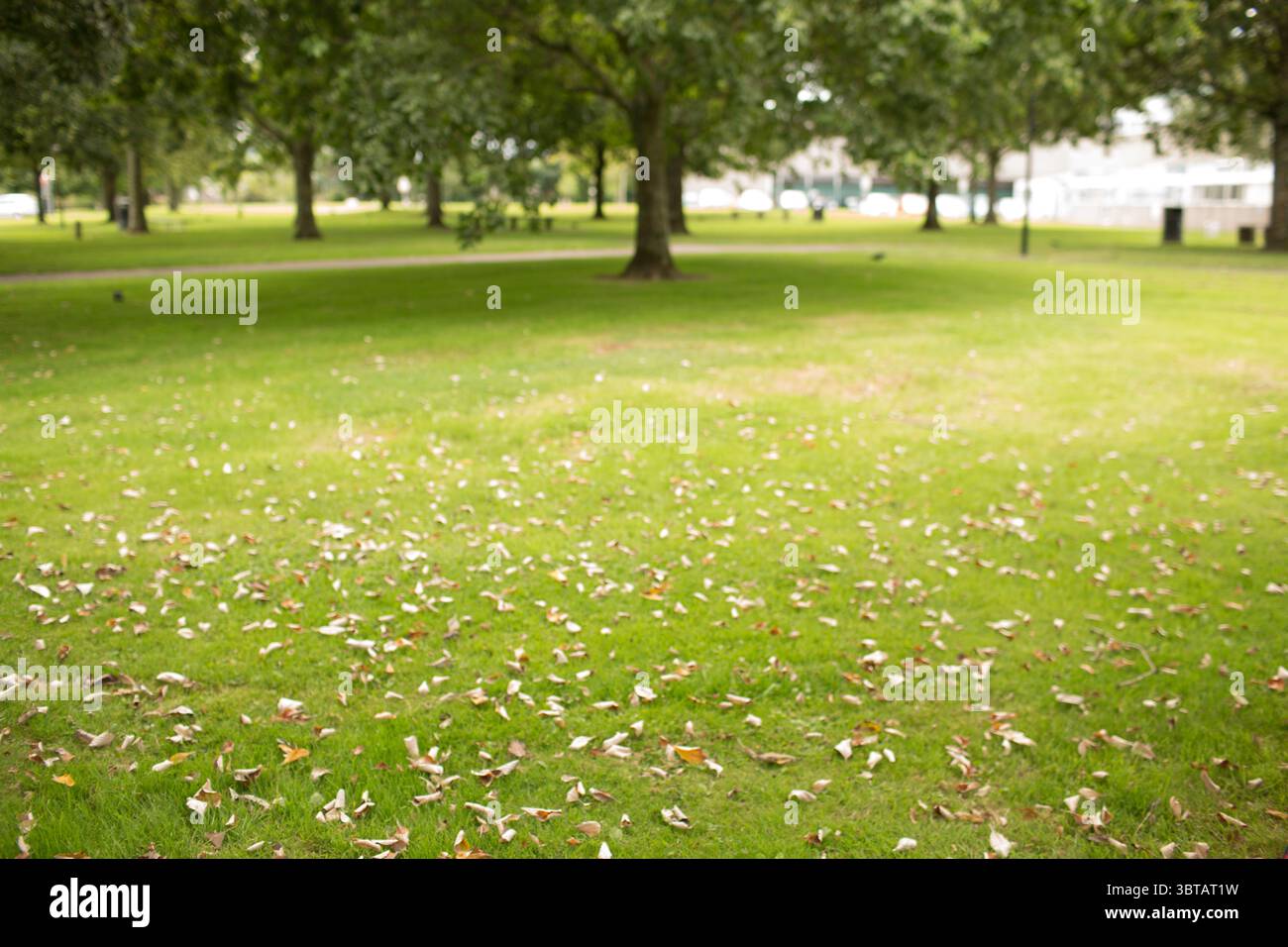 La pelouse herbeuse est montrée dans un parc de conception plate, avec des feuilles tombées et des bancs par la passerelle Banque D'Images
