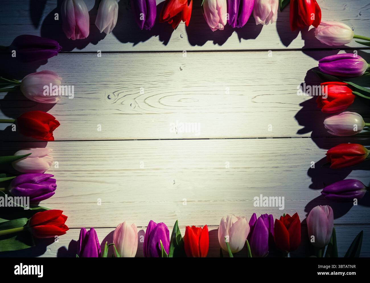 L'art de design plat montre des fleurs colorées de tulipes bordant des planches blanchies à la chaux, espace de copie Banque D'Images