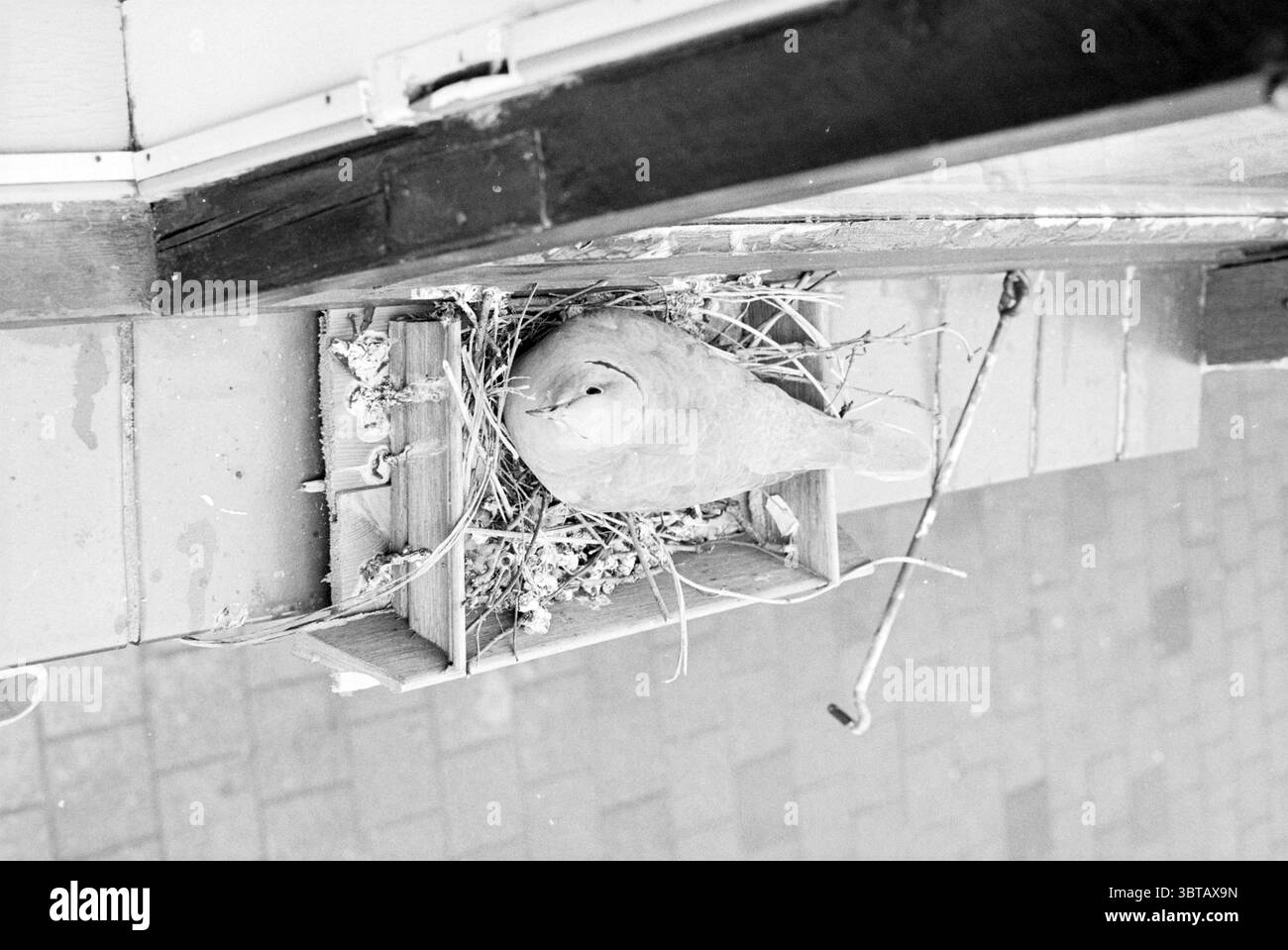Pigeon d'élevage Trompstraat IJmuiden Duiven IJmuiden Trompstraat pays-Bas, Whizgle News, Dutch Desk, pays-Bas, 1950 - 2000 le 27-05-1988. Ce sont les éléments de l'image. Un nid est situé en évidence sur un rebord, construit à partir d'un assortiment de brindilles et de feuillage. Au centre, un oiseau, rond et dodu, se repose confortablement. Ses plumes sont un doux mélange de bruns et de gris doux, en harmonie avec les matériaux naturels du nid. La posture subtile et alerte de l'oiseau suggère un instinct protecteur sur son environnement. Le paramètre présente un arrière-plan clair, probablement Banque D'Images