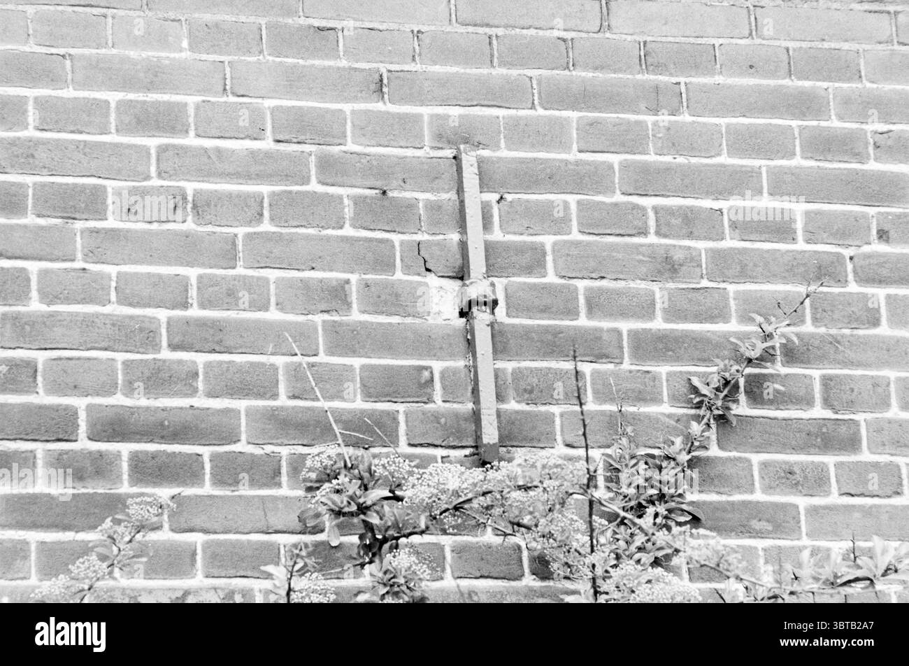 Bâtiments avec des fissures dans Rijnsburg Verom Rijnsburg, Whizgle News, Dutch Desk, pays-Bas, 1950 - 2000 sur 25-05-1982. Ce sont les éléments de l'image. La scène présente un mur de briques texturé, disposé dans une grille ordonnée de briques brun rougeâtre. Une fissure distincte court verticalement le long du mur, suggérant l'âge ou l'usure, attirant l'attention sur les irrégularités de la surface. Un tuyau métallique traverse la fissure, ajoutant un élément industriel au décor par ailleurs naturaliste. Au premier plan, la verdure prend racine, avec un feuillage doux et dense et de petites fleurs entrelacées autour de la base du Banque D'Images