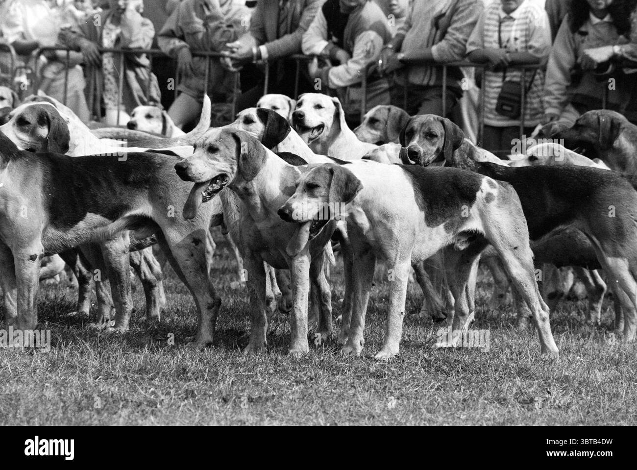 Concours de saut d'obstacles divers Haarlemmermeersebos Haarlemmermeer Haarlemmermeerse Bos, Whizgle News, Dutch Desk, pays-Bas, 1950 - 2000 on 16-06-1990. Ce sont les éléments de l'image. La scène capture un rassemblement de plusieurs chiens dans une zone herbeuse, probablement lors d'un événement ou d'une compétition. Les chiens, principalement d'une race de chien courant, présentent un mélange de fourrure claire et foncée, dont beaucoup présentent des taches de couleur distinctes. Leurs postures suggèrent un mélange de curiosité et d'excitation, certains chiens étant vigilants tandis que d'autres semblent détendus et calmes. Entourant le groupe canin, une variété de Banque D'Images