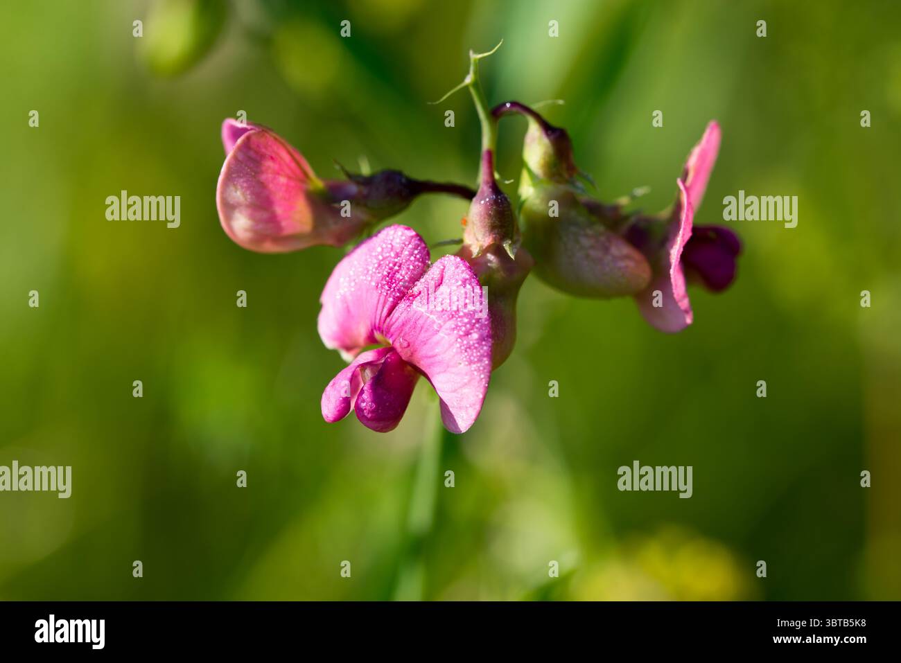 Pois plat, Lathyrus sylvestris rose fleur d'été closeup focus sélectif Banque D'Images