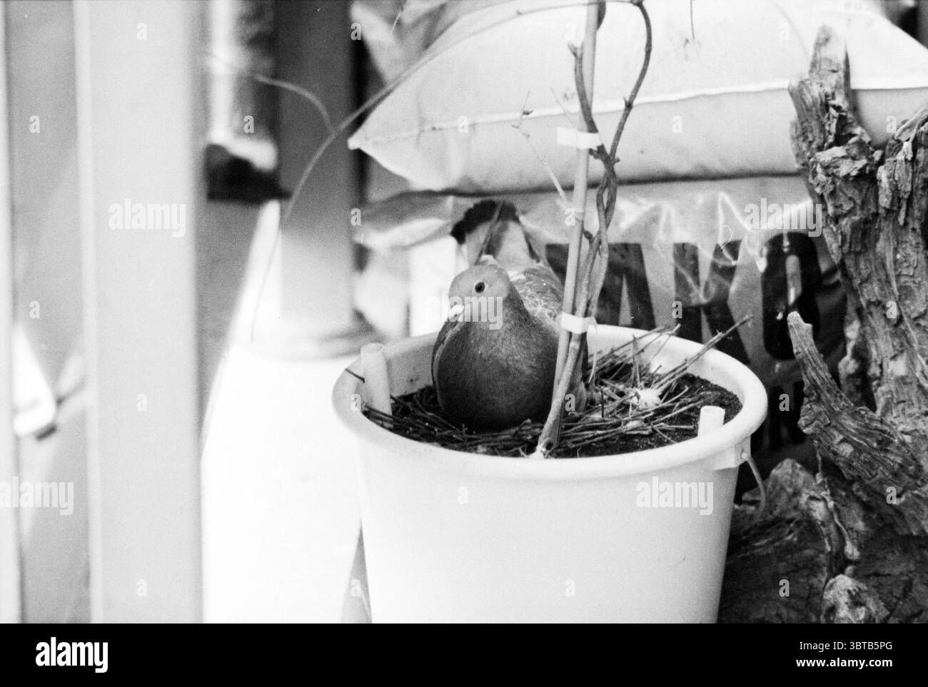 Pigeon d'élevage sur le balcon d'un appartement dans la Waddenstraat Duiven Haarlem Waddenstraat pays-Bas, Whizgle News, Dutch Desk, pays-Bas, 1950 - 2000 le 21-01-1979. L'image montre ces rubriques. Dans un cadre pittoresque, un petit oiseau rond est assis confortablement dans un modeste pot blanc, son corps formant une courbe douce. Les plumes de l'oiseau sont douces et sourdes, présentant une palette de niveaux de gris qui s'harmonise avec l'atmosphère monochromatique globale. Autour de lui, le pot est rempli d'une parcelle d'herbe sèche et de brindilles, instillant un sentiment de simplicité naturelle. Derrière le pot, sacs de Banque D'Images