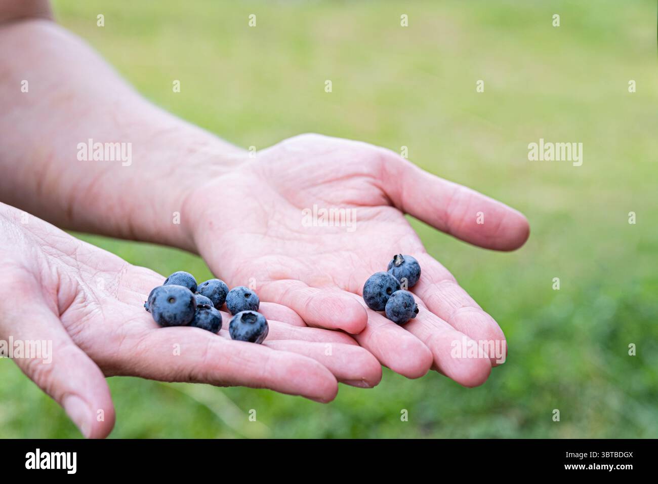 Gros plan de bleuets frais dans une main ouverte à l'extérieur. Fruit biologique, collation saine et concept de récolte. Banque D'Images