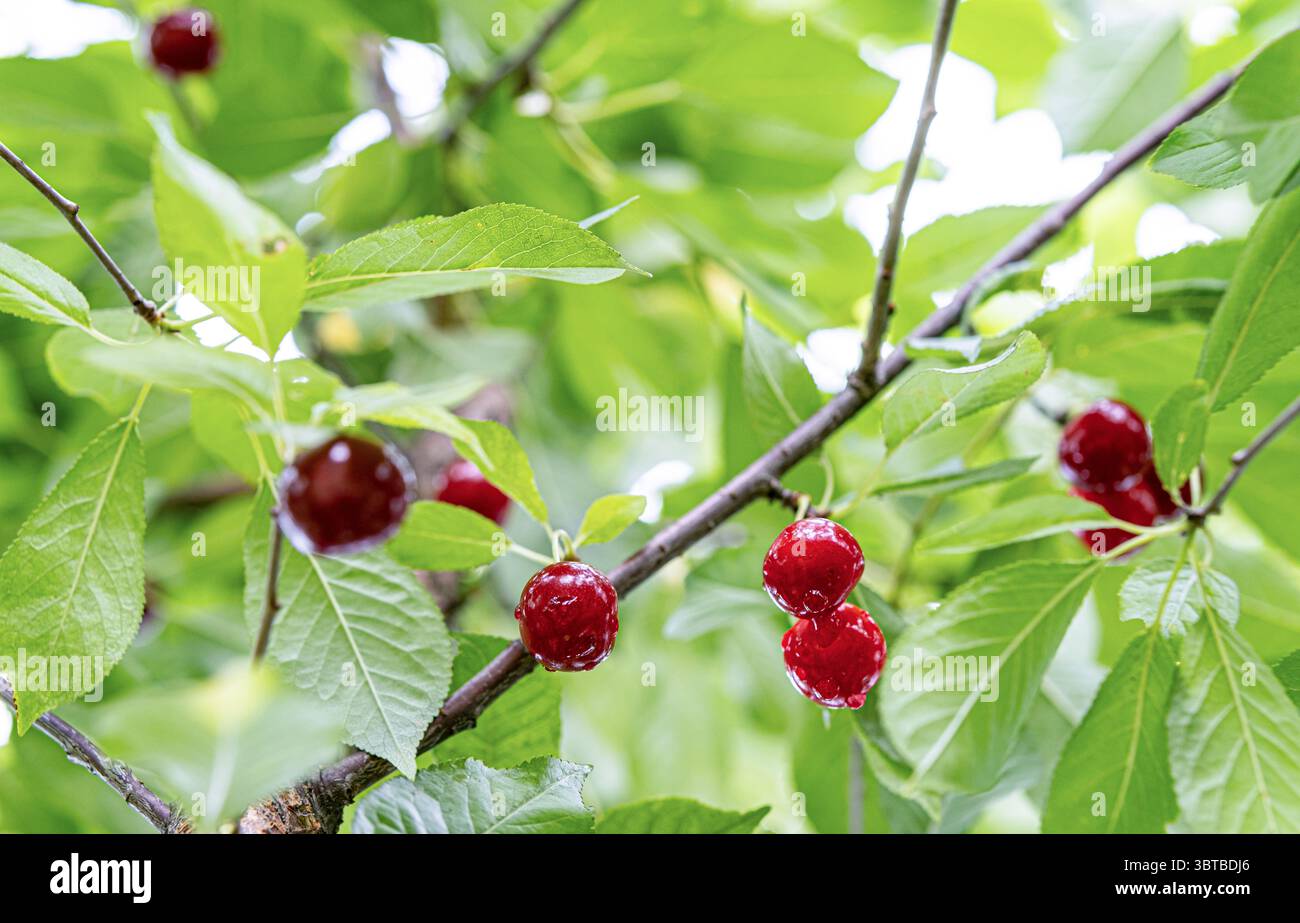 Gros plan de cerises mûres sur une branche avec des feuilles vertes après la pluie. Cerise aigre, récolte estivale, verger et fraîcheur naturelle. Banque D'Images