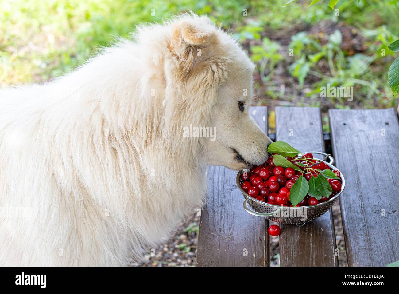 Chien blanc pelucheux renifle les fruits de cerise frais dans une passoire en métal sur un banc en bois à l'extérieur. Fruit d'été, animal de compagnie, jardin et concept de collation saine. Banque D'Images