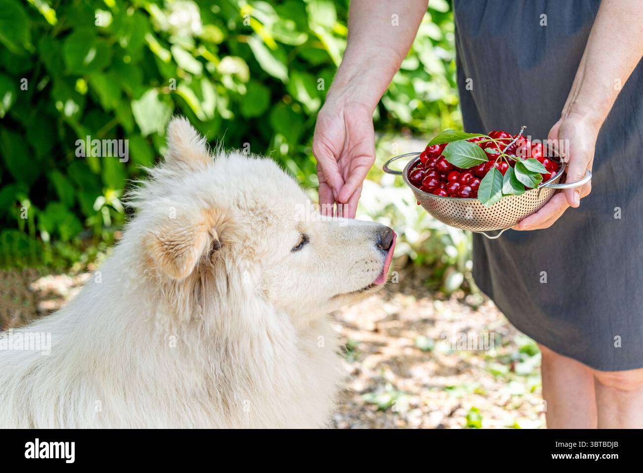Chien blanc pelucheux renifle les fruits de cerise frais dans une passoire en métal à l'extérieur. Fruit d'été, animal de compagnie, jardin et concept de collation saine. Banque D'Images