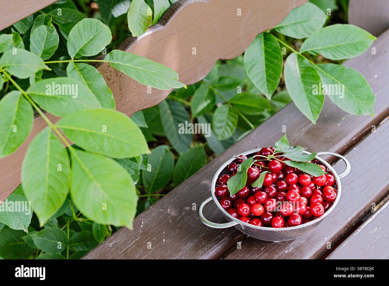 Récolte de cerises fraîches dans une passoire en métal sur un banc en bois entouré de feuilles vertes. Fruit d'été, jardin et concept de nourriture biologique. Banque D'Images