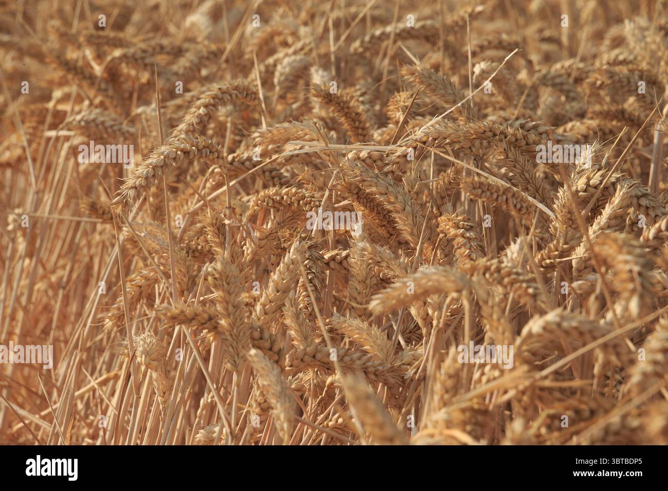 Langtoft Fen, Lincolnshire Royaume-Uni. 14 juillet 2025. Météo britannique. Les agriculteurs du Royaume-Uni signalent de faibles rendements en raison de la sécheresse en cours alors que la récolte du blé d'hiver palladium à 12,5 % d'humidité commence dans les Fens du Lincolnshire . Crédit photo : Tim Scrivener/Alamy Live News Banque D'Images