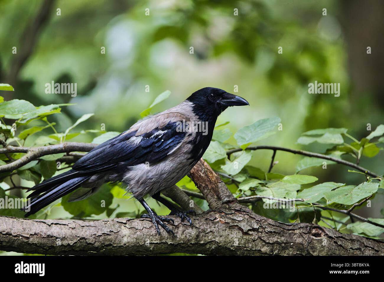 blackbird sur une branche d'arbre faune Banque D'Images