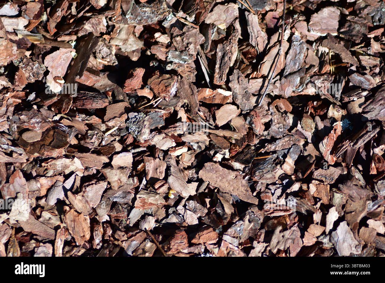 Texture détaillée du paillis d'écorce de pin brun à la lumière du soleil. Couvre-sol organique naturel utilisé dans le jardinage et l'aménagement paysager, créant un backgrou terreux rustique Banque D'Images
