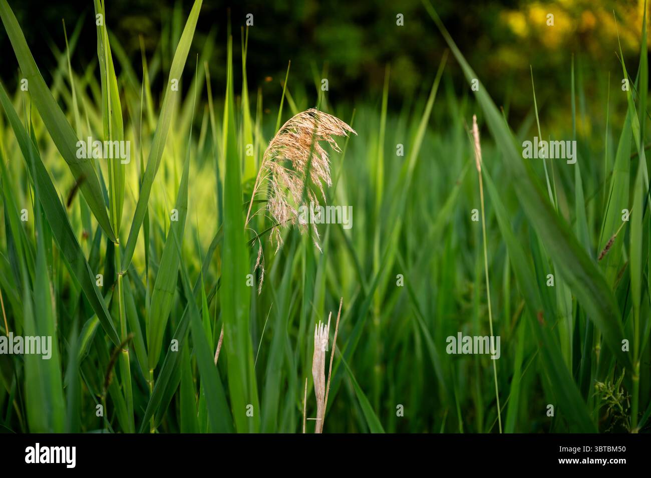 Végétation dense de roseau Green Phragmites avec inflorescence sèche sur le bord du ruisseau dans un bel éclairage du soir, en été. Banque D'Images