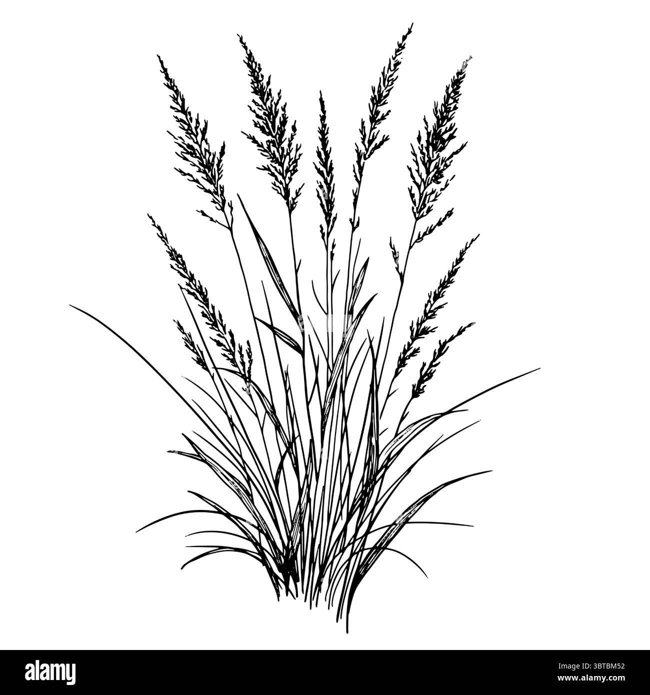 Branches sèches, herbe de marais et buissons, croquis noir et blanc. Illustration vectorielle. Roseaux et herbes forestières isolés sur un fond blanc. Le thème Illustration de Vecteur