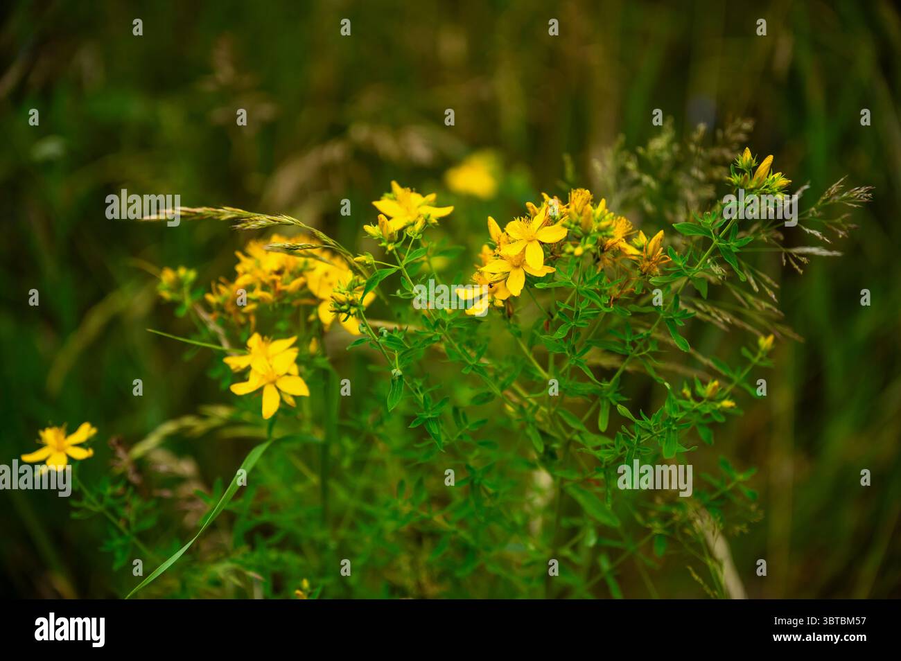 Hypericum perforatum (constituant John's Wort), plante médicinale à floraison jaune dans l'herbe dans les prairies. Banque D'Images
