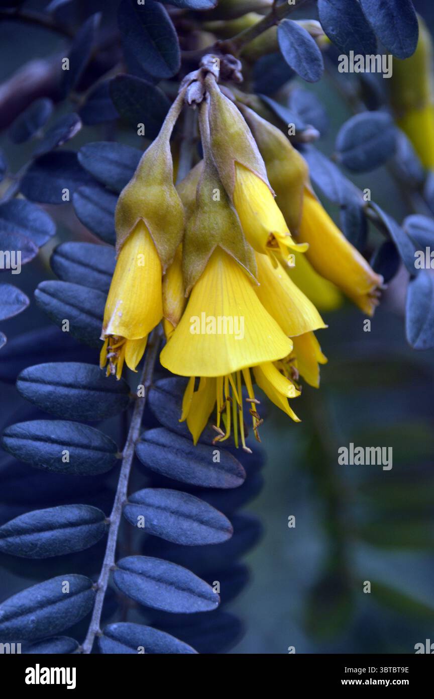 Jaune Sophora 'Sun King' (Hilsop) fleurs exposées au RHS Garden Harlow Carr, Harrogate, Angleterre, Royaume-Uni. Banque D'Images