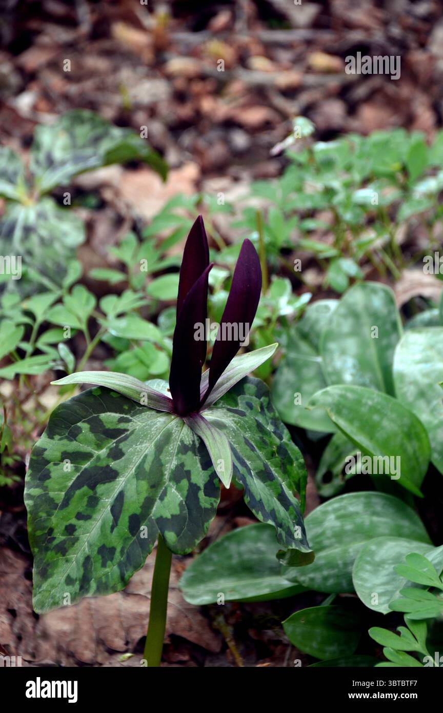 Tall Maroon Trillium Kurabayashii (géant Purple Wake-Robin) fleurs exposées au RHS Garden Harlow Carr, Harrogate, Angleterre, Royaume-Uni. Banque D'Images