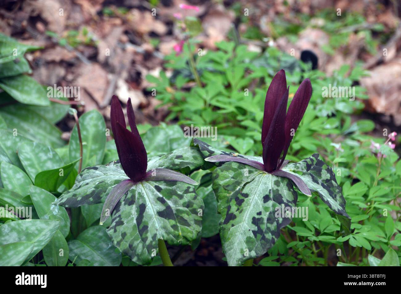 Tall Maroon Trillium Kurabayashii (géant Purple Wake-Robin) fleurs exposées au RHS Garden Harlow Carr, Harrogate, Angleterre, Royaume-Uni. Banque D'Images