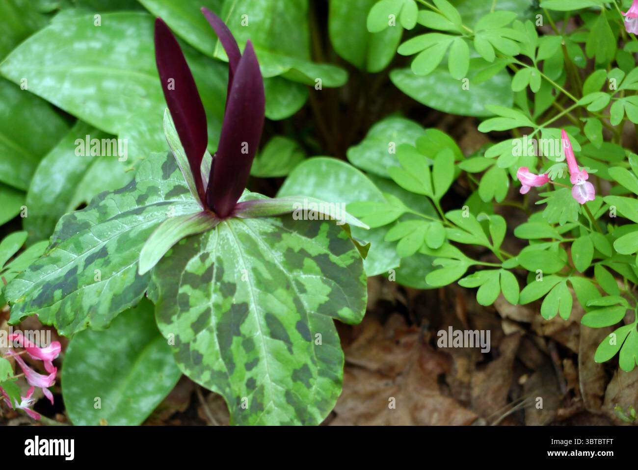 Tall Maroon Trillium Kurabayashii (géant Purple Wake-Robin) fleurs exposées au RHS Garden Harlow Carr, Harrogate, Angleterre, Royaume-Uni. Banque D'Images