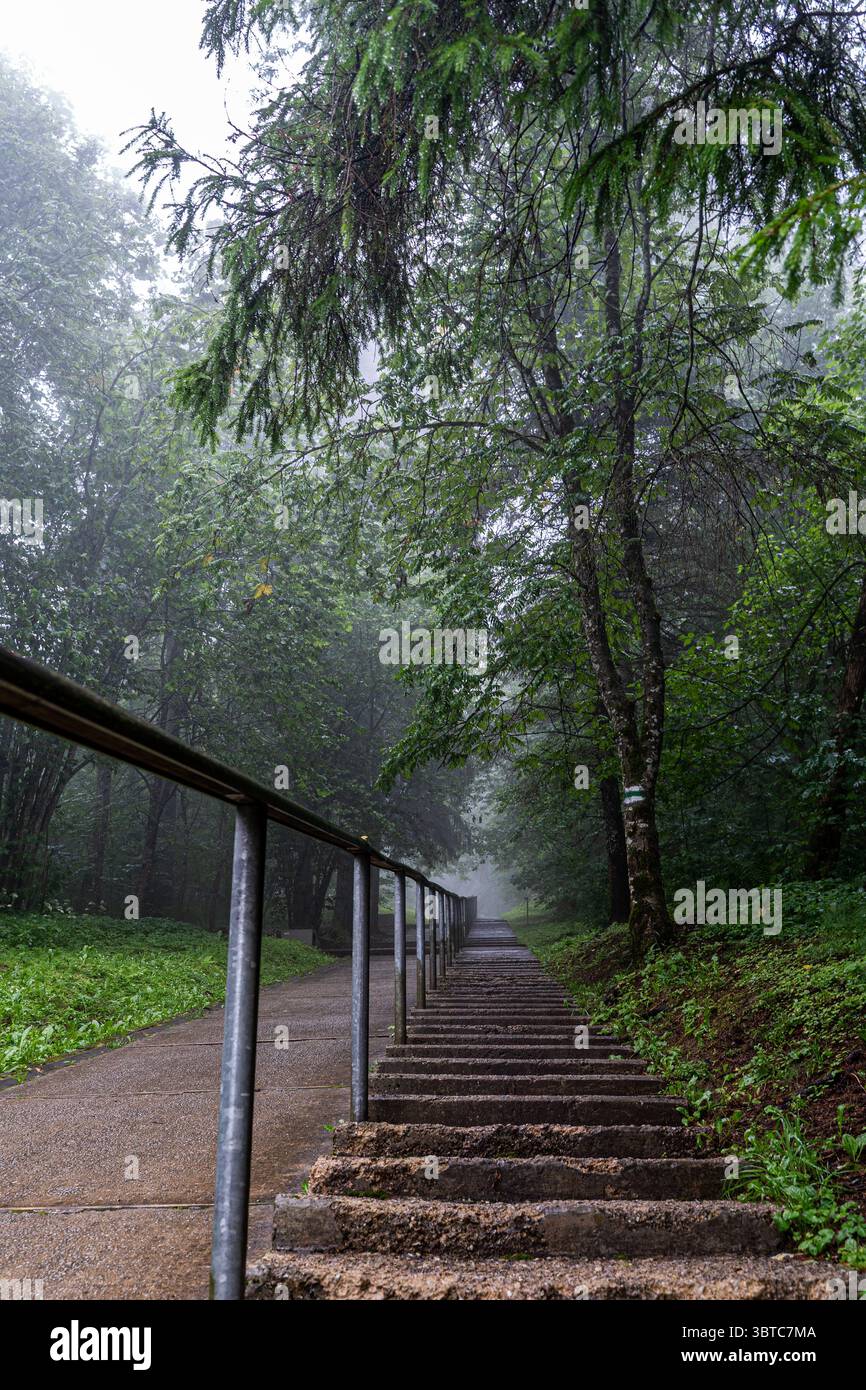Escalier à travers la forêt brumeuse menant au sommet de Suur Munamägi à Võrumaa, Estonie – randonnée atmosphérique dans le calme de la nature. Banque D'Images