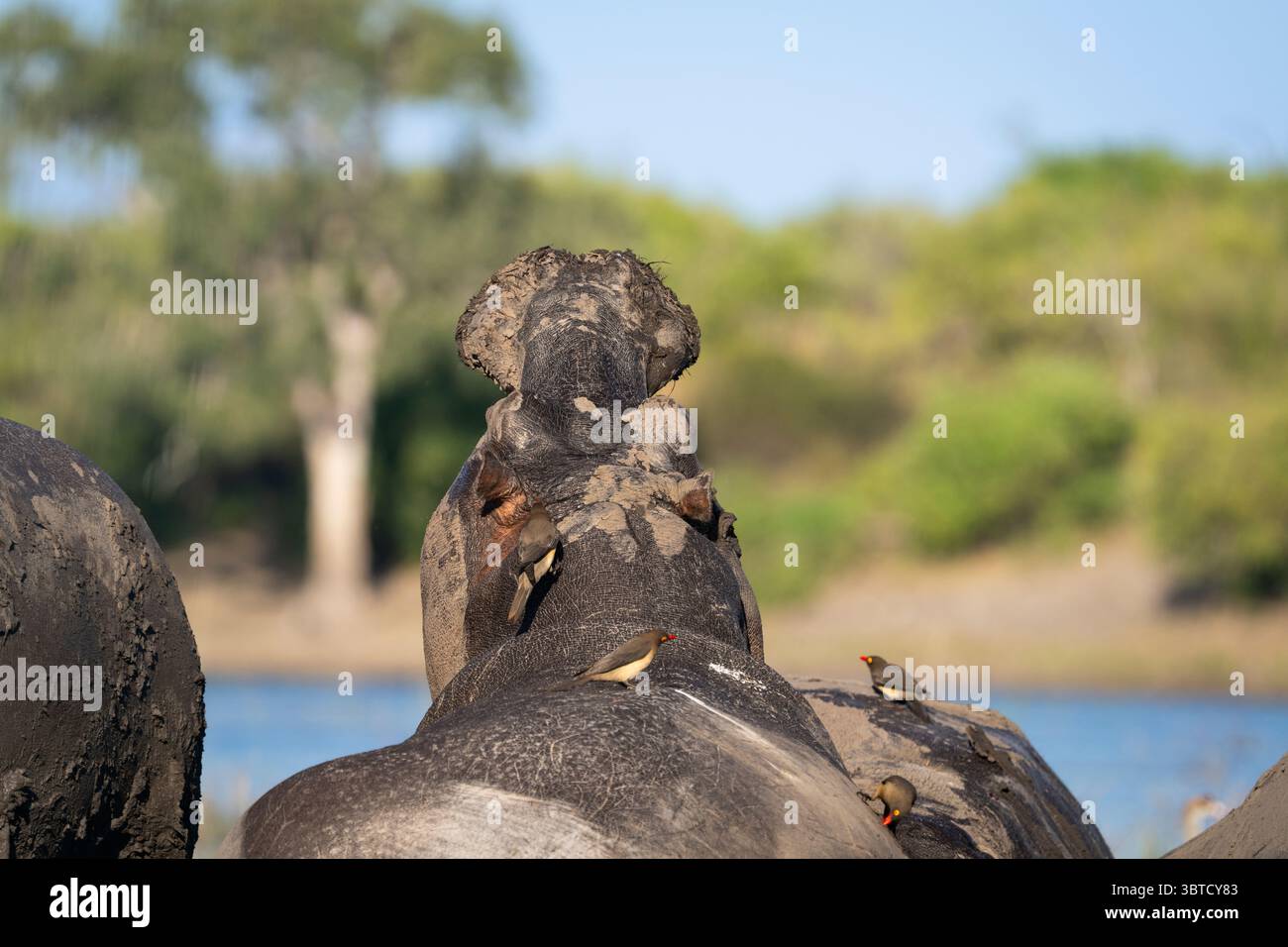 Hippopotames recouverts de boue dans la rivière Chobe au Botswana avec la bouche ouverte, des pics bovins sur le dos, et une mère et un veau parmi le groupe. Banque D'Images