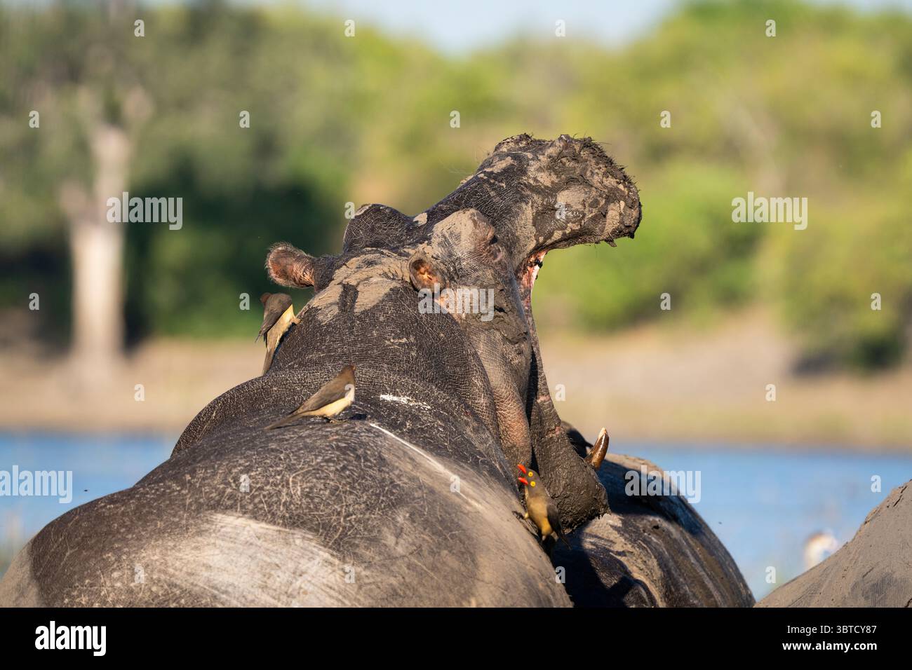 Hippopotames recouverts de boue dans la rivière Chobe au Botswana avec la bouche ouverte, des pics bovins sur le dos, et une mère et un veau parmi le groupe. Banque D'Images