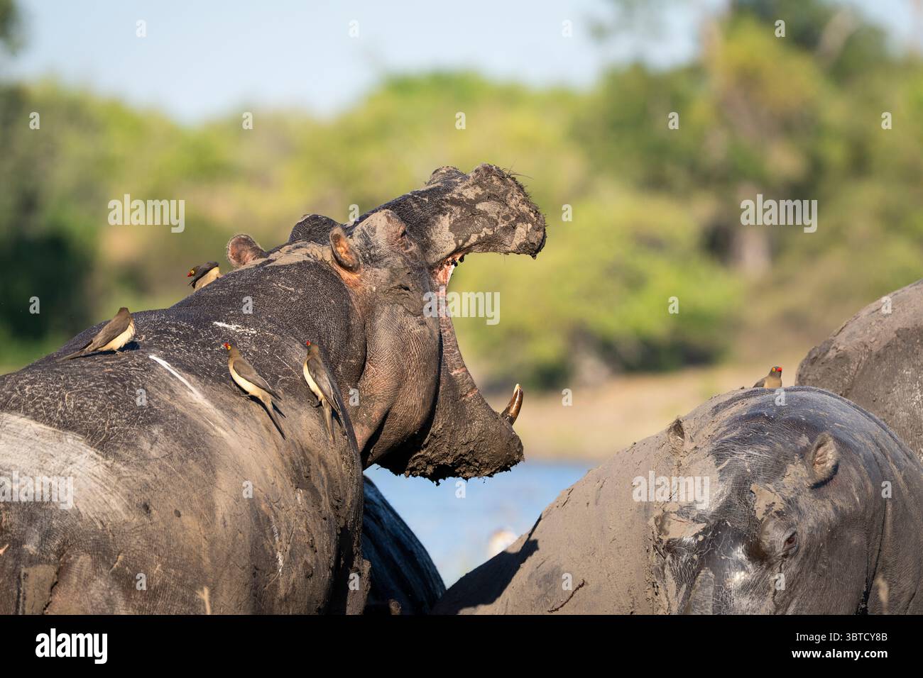 Hippopotames recouverts de boue dans la rivière Chobe au Botswana avec la bouche ouverte, des pics bovins sur le dos, et une mère et un veau parmi le groupe. Banque D'Images