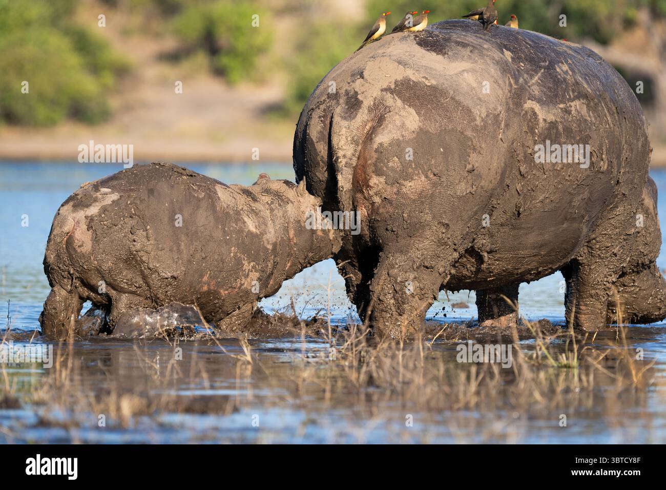 Hippopotames recouverts de boue dans la rivière Chobe au Botswana avec la bouche ouverte, des pics bovins sur le dos, et une mère et un veau parmi le groupe. Banque D'Images