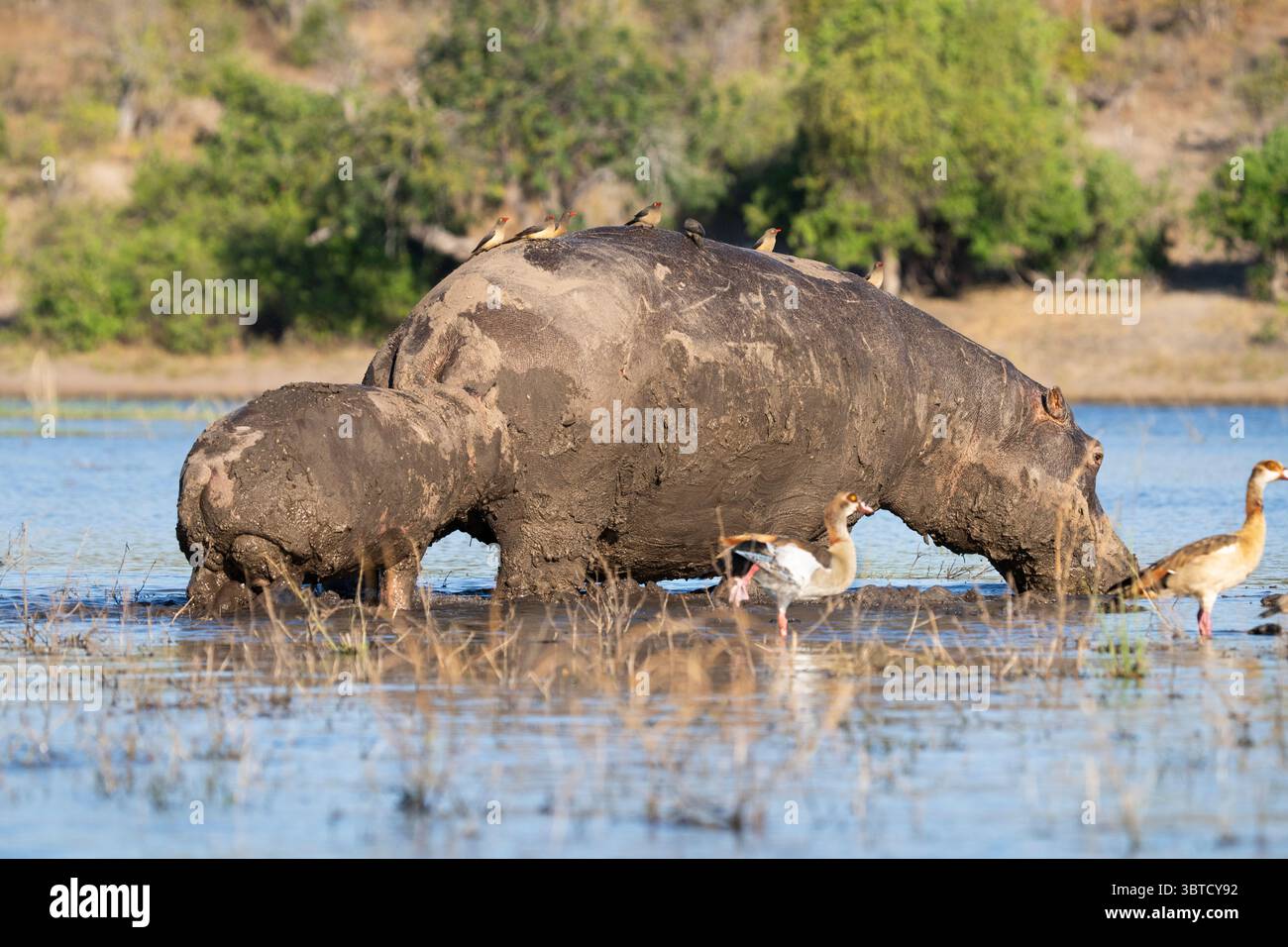 Hippopotames recouverts de boue dans la rivière Chobe au Botswana avec la bouche ouverte, des pics bovins sur le dos, et une mère et un veau parmi le groupe. Banque D'Images
